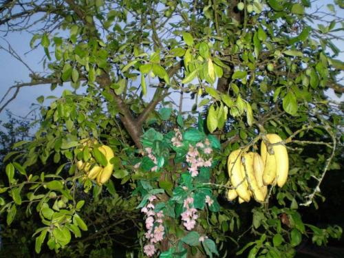 Банан: описание, размещение, уход