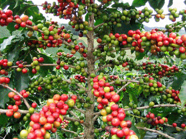Кофейное дерево аравийское : описание, уход, размещение, размножение - Как ухаживать за кофейным деревом
