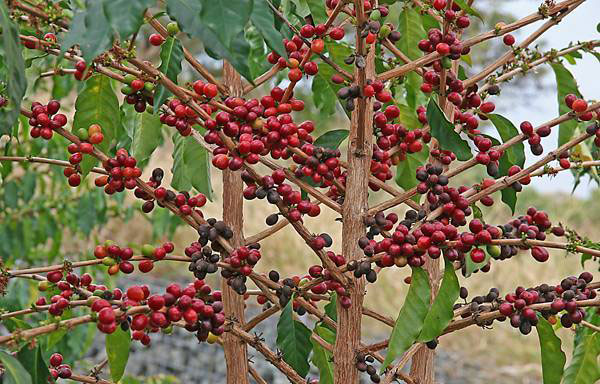 Кофейное дерево аравийское : описание, уход, размещение, размножение - Как ухаживать за кофейным деревом