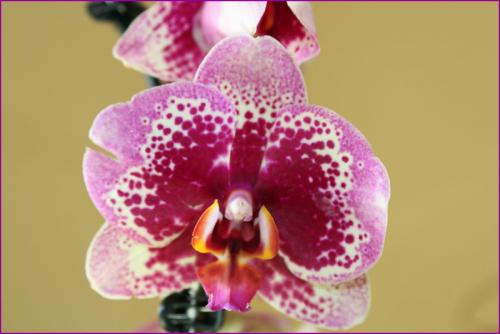 Малайский цветок, орхидея ночная бабочка: описание, размещение, уход - Как ухаживать за малайским цветком, орхидеей ночной бабочкой