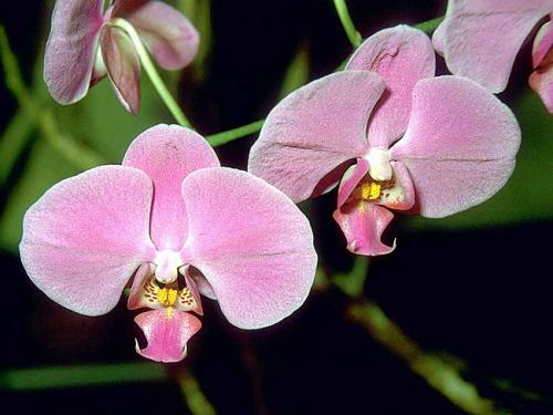 Малайский цветок, орхидея ночная бабочка: описание, размещение, уход - Как ухаживать за малайским цветком, орхидеей ночной бабочкой