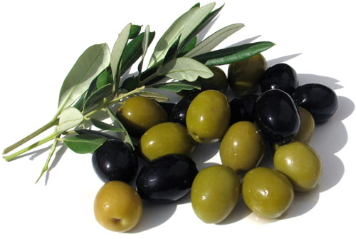 Маслина, оливковое дерево: описание, размещение, уход - Как ухаживать за маслиной, оливковым деревом