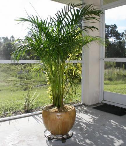  уход, размещение, вредители и болезни - Как ухаживать за пальмой бетель