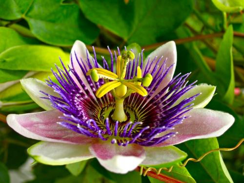 Пассифлора, страстоцвет: уход, размещение, вредители и болезни - Как ухаживать за пассифлорой, страстоцветом