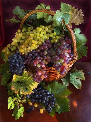 Виноград: описание, размещение, уход - Как ухаживать за виноградом